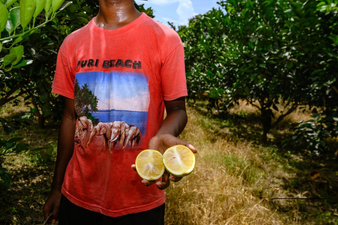 Sweet Malta Orange Fruit Plant or Sweet Malta Lemon is a delicious and easy-to-peel fruit; rich in vitamins, minerals, and antioxidants, and is generally described as tasting like molasses