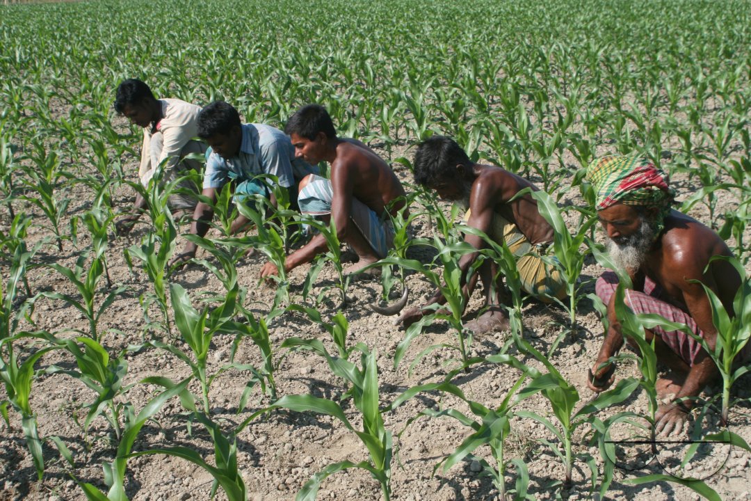 CORN: The new alternative