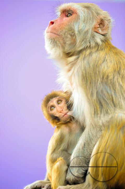 The Rhesus Macaque monkey on the streets of Sylhet