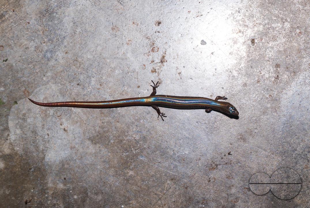 A white-spotted supple skink enters the house in search of prey and the light falling on it casts a rainbow of colors