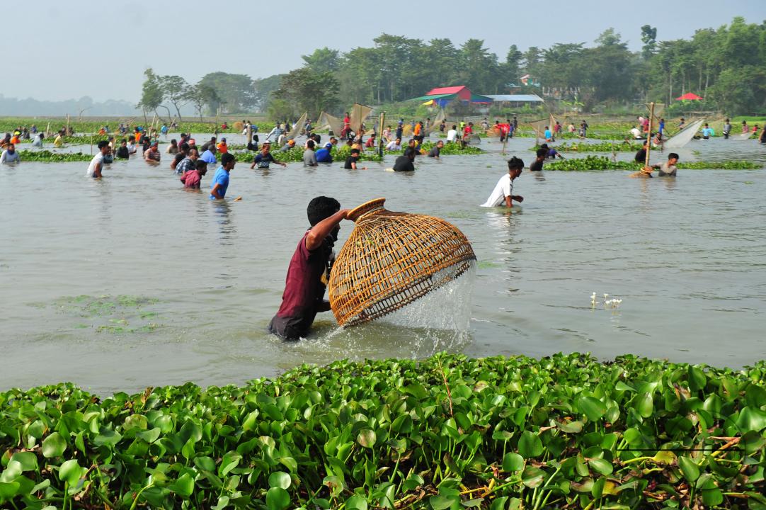 Rural people armed with Bamboo fish traps and handmade fishing nets take part in celebrating in a 100-year winter polo bawa fishing festival at the Gowahori beel of Biswanath upazila in Sylhet