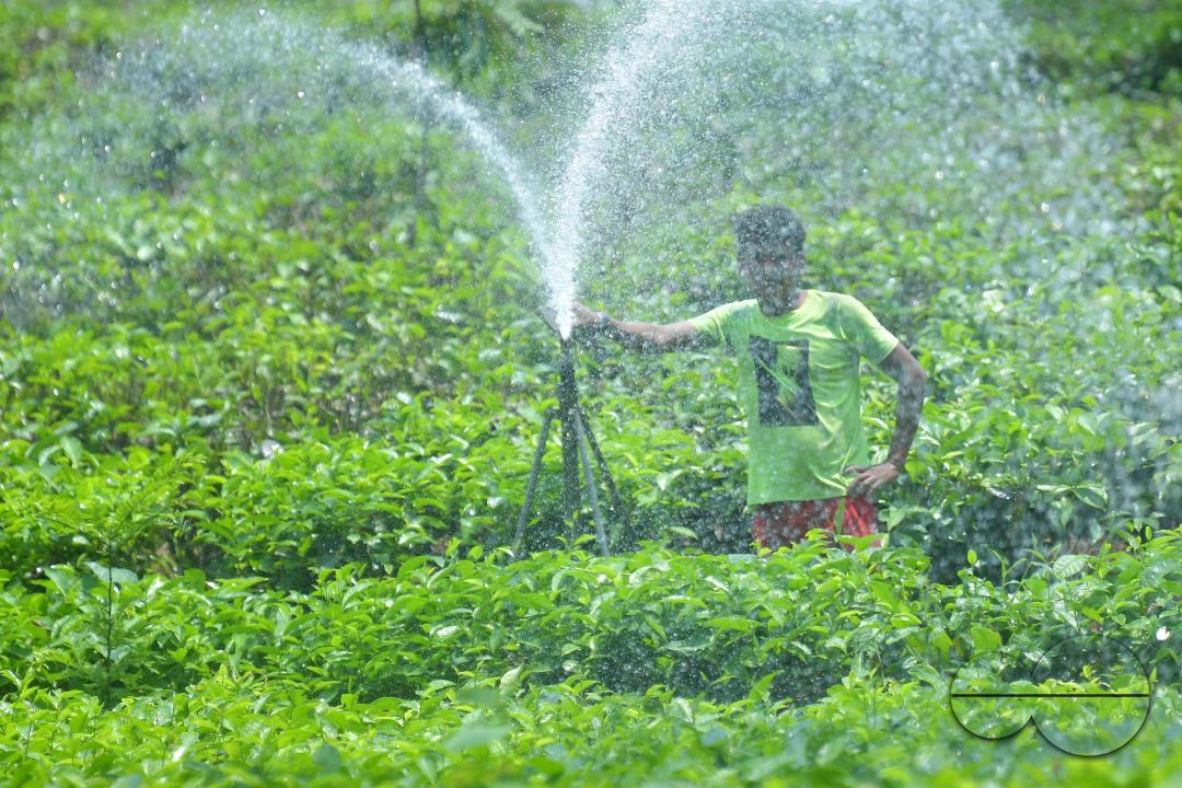 A worker skilfully operates a sprinkler irrigation system, nourishing the Durga Bari tea garden at the onset of the dry season