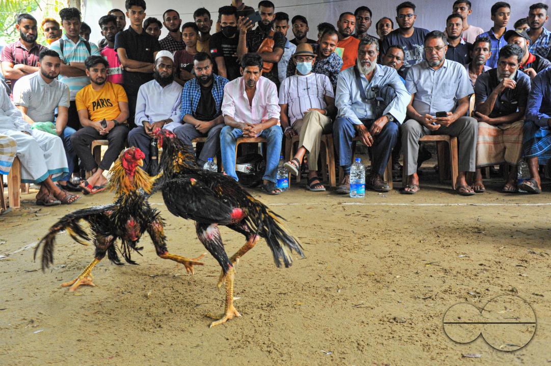 In a cockfight in Akhalia area of Sylhet city, two roosters are fighting