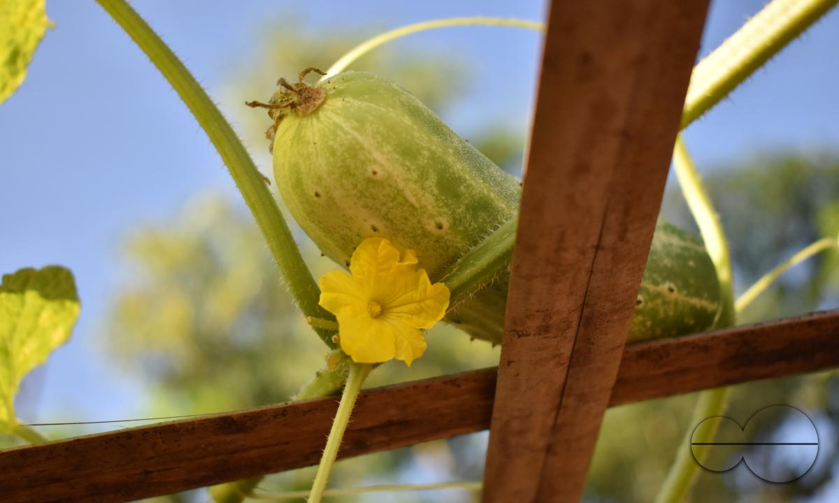 People plant vegetable and fruit trees for food at the Balukhali refugee camp