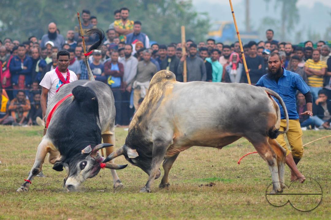Two bulls competing in a huge bull fight organized by local residents at Khasarkandi field of Patli union of Jagannathpur upazila of Sunamganj district