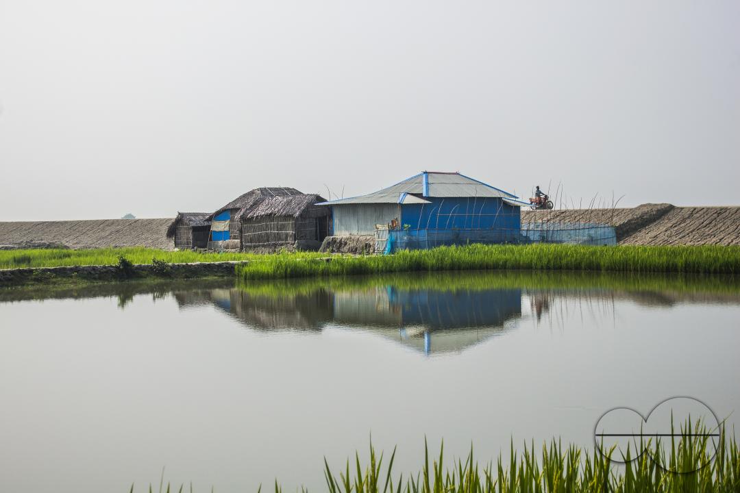 A green paddy field near to a lake in Khulna, Bangladesh.