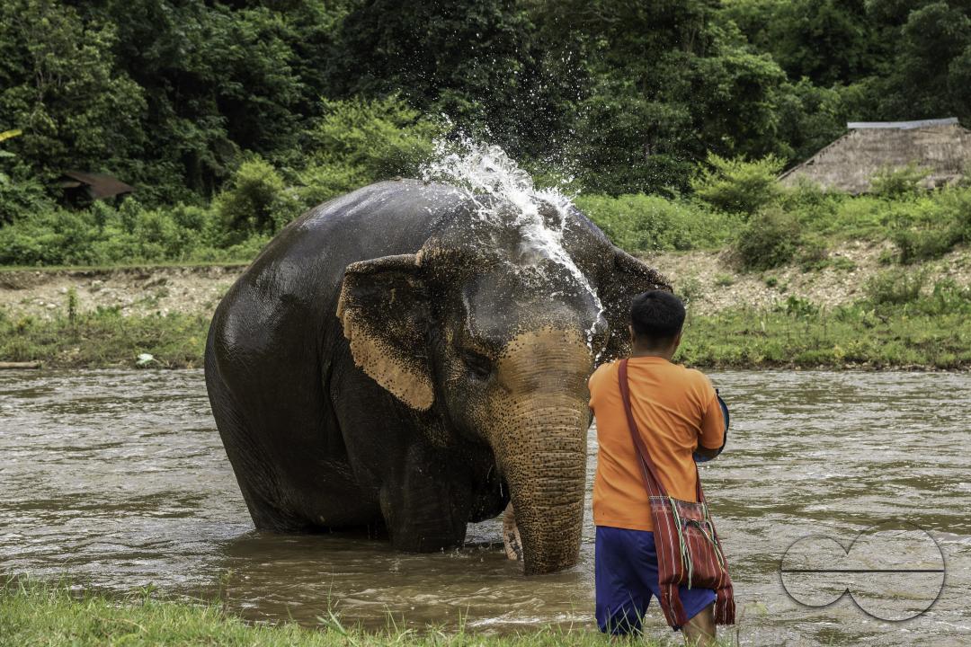 A volunteer is throwing water to an elephant bathing in a river, at the Elephant Nature Park, a rescue and rehabilitation sanctuary for animals that have been abused and exploited, in Chiang Mai, Thailand.