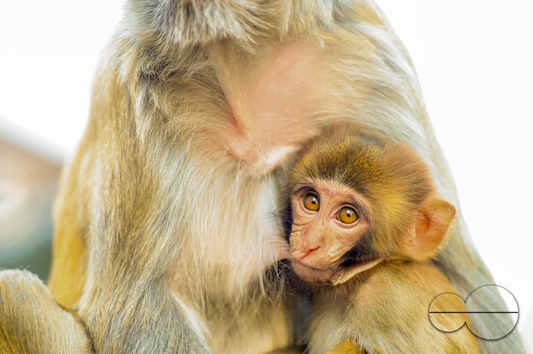 The Rhesus Macaque monkey on the streets of Sylhet