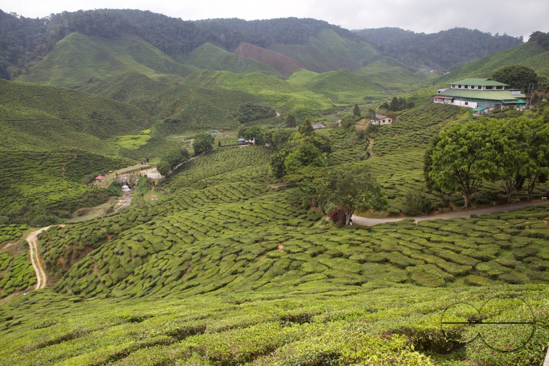 Migrants in Malaysia's tea estates