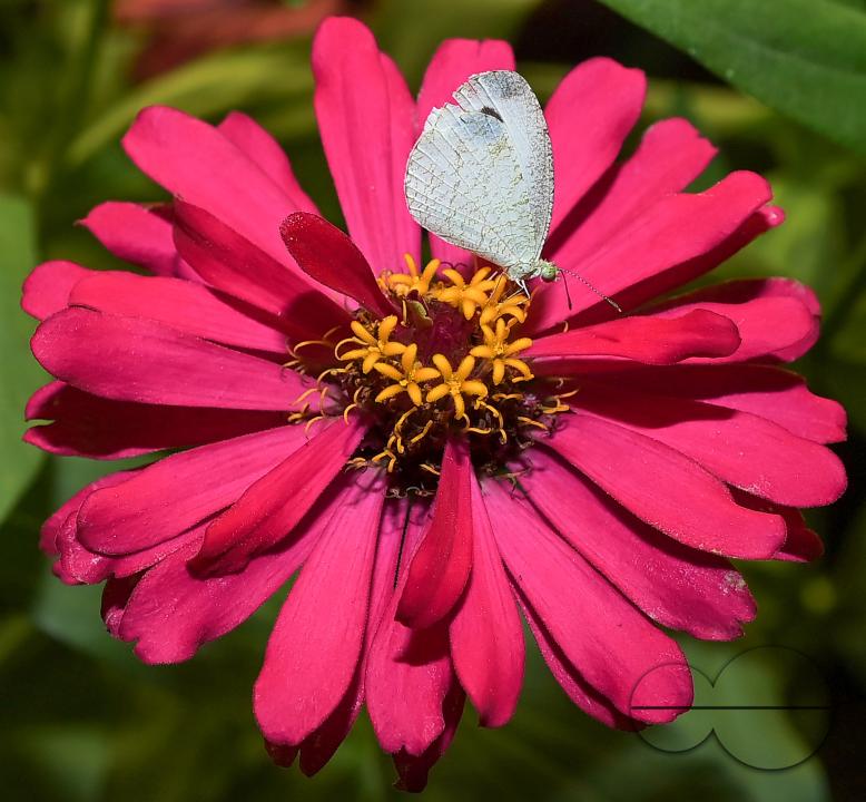 A butterfly is collecting nectar from a flower in Agartala
