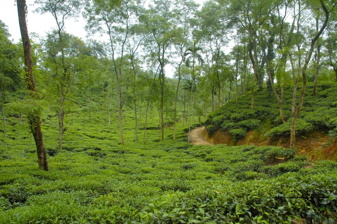 Malnichara Tea Garden