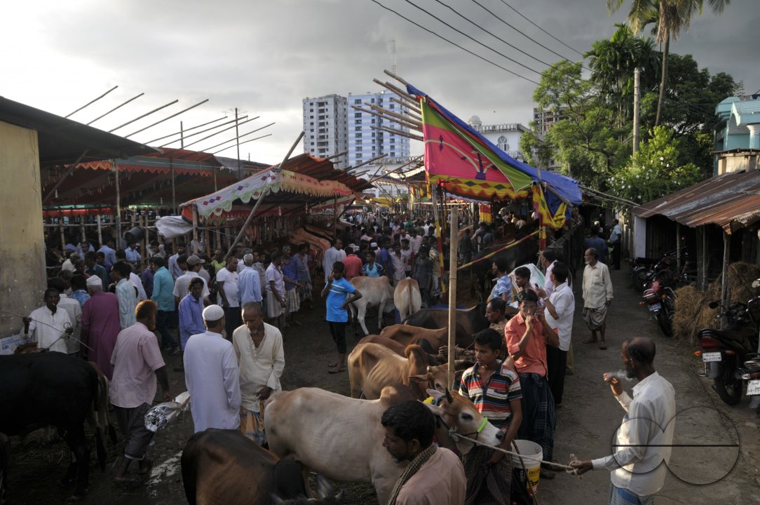 Cow Market