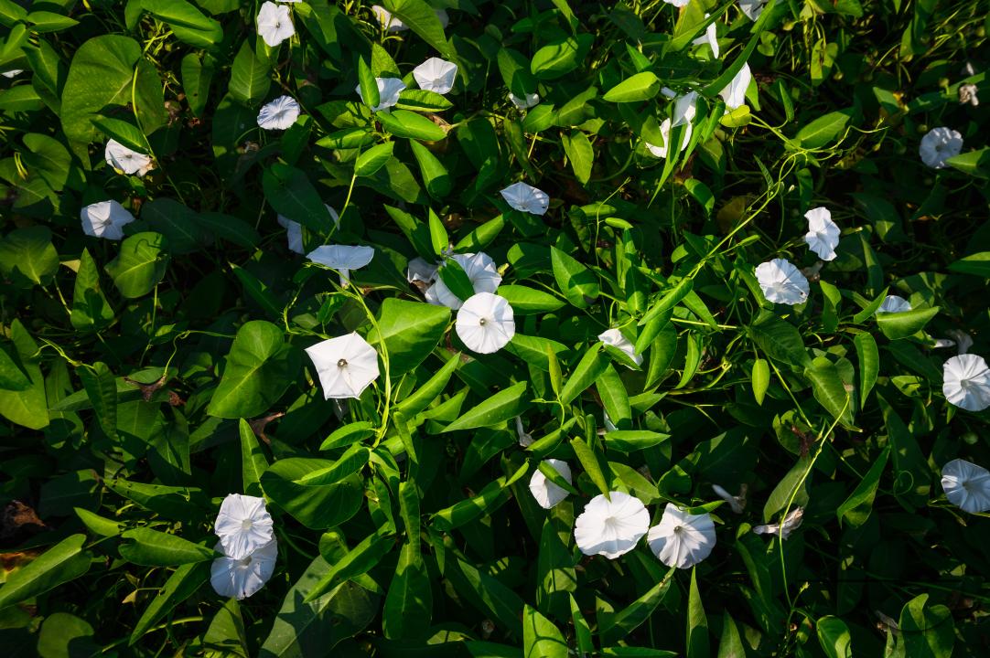 Water spinach is a semi-aquatic, tropical plant grown as a vegetable for its tender shoots