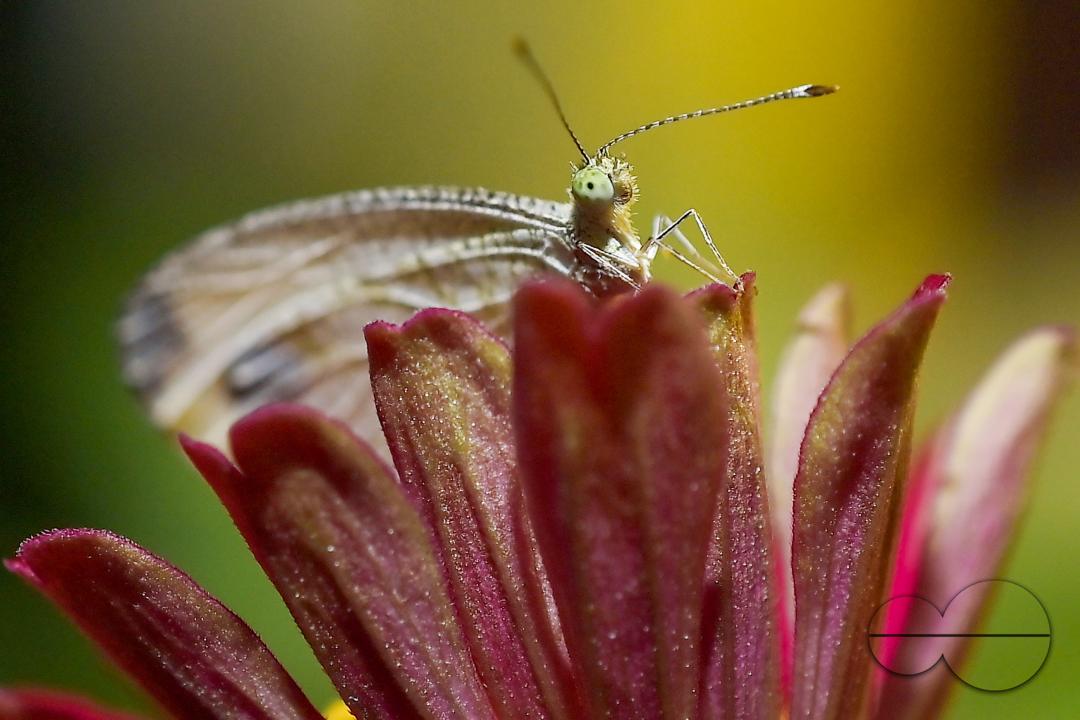 A butterfly is collecting nectar from a flower in Agartala