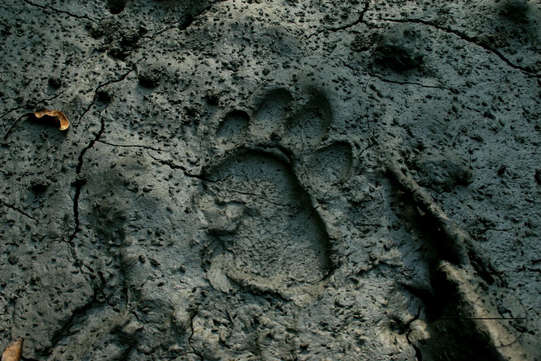 Sundarban: world's largest mangrove forest