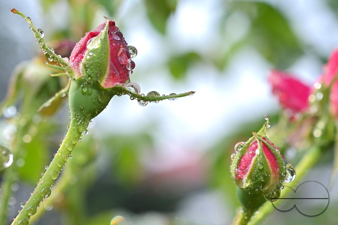 Dew drops on the leaves and flowers on a winter morning at Agartala, the capital city of India's northeastern state of Tripura