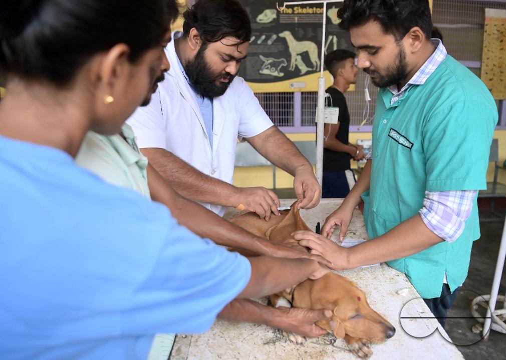 A dog is getting treatment and a vaccination on World Zoonoses Day in the State Veterinary Hospital at Agartala