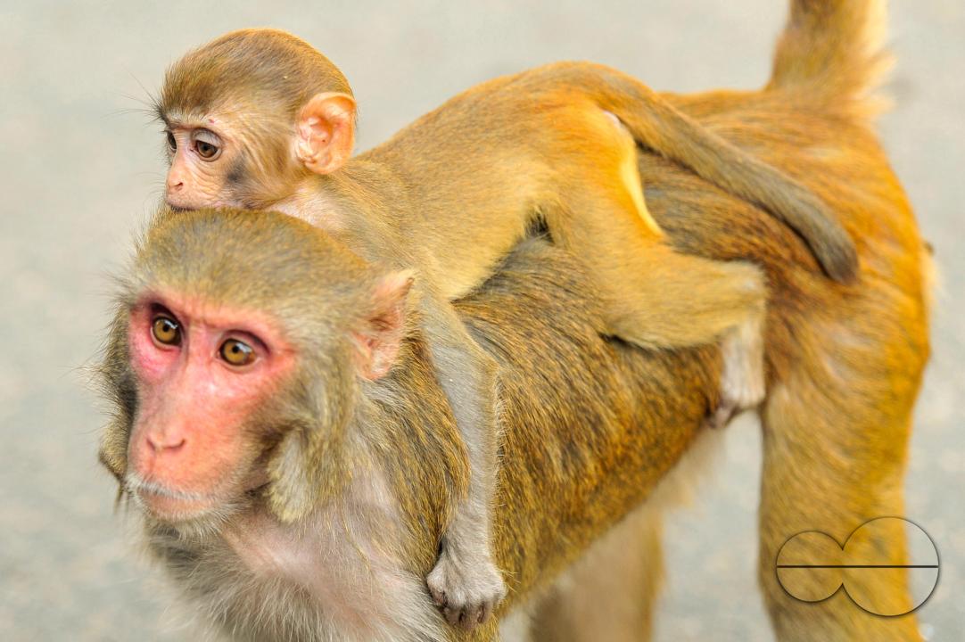 The Rhesus Macaque monkey on the streets of Sylhet