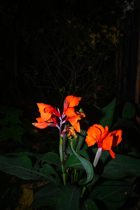 Canna x generalis (CG) is the scientific name for the common garden canna, canna lily, or Indian shot