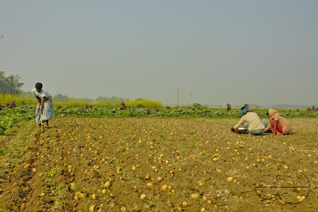 Potato Harvest, Singair