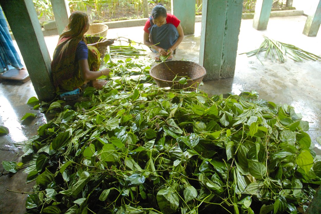 Betel Leaf