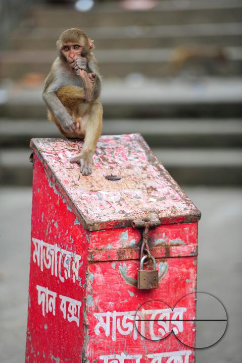 A Rhesus Macaque monkey at the geologist chasnipir (R) Shrine premises is Sylhet