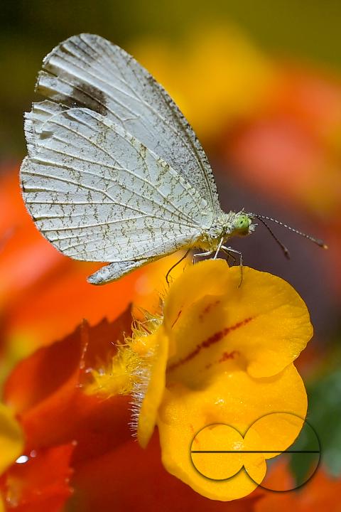 A butterfly is collecting nectar from a flower in Agartala