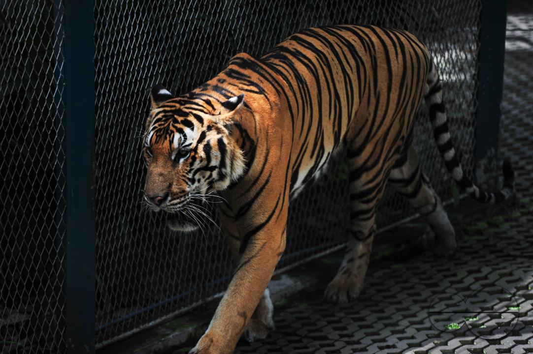 Hop out of Damnoen Saduak Floating Market and get close to wild animals at Tiger World, one of Thailandâs legal tiger zoos