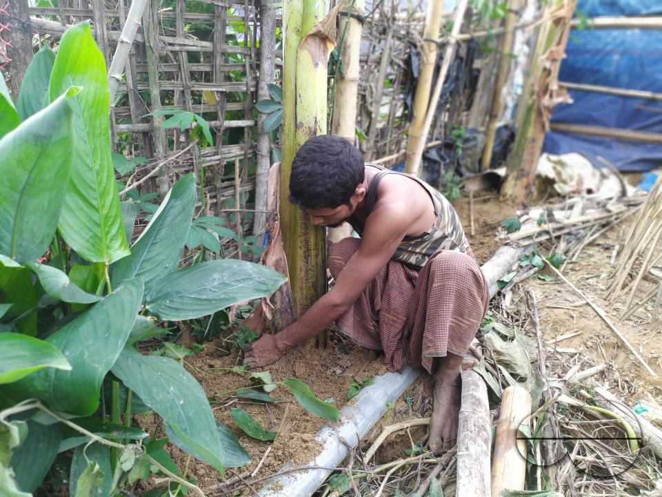 People plant vegetable and fruit trees for food at the Balukhali refugee camp