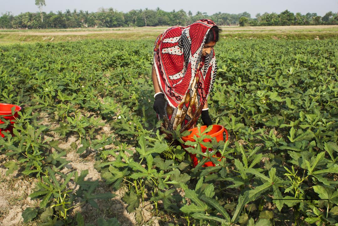 Bangladeshi farmers growing abelmoschus esculentus also called Lady's Finger at a vegetable field