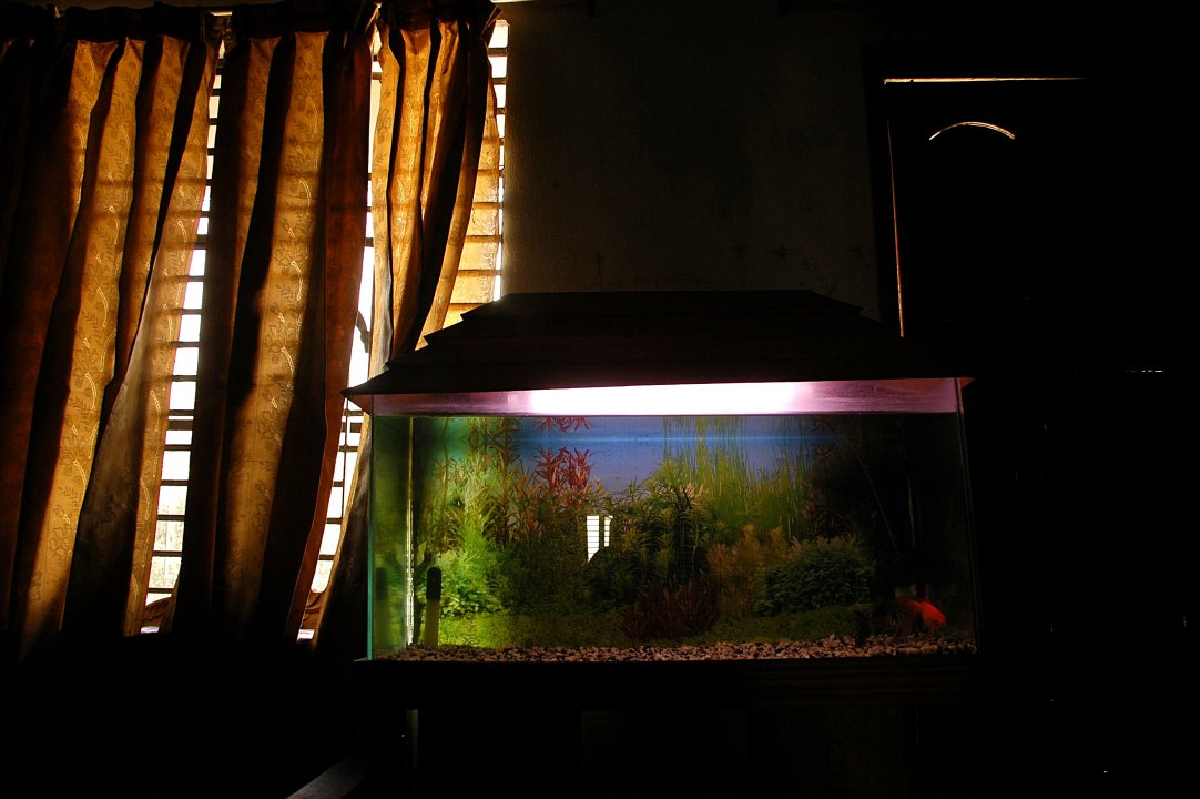 MWC08079