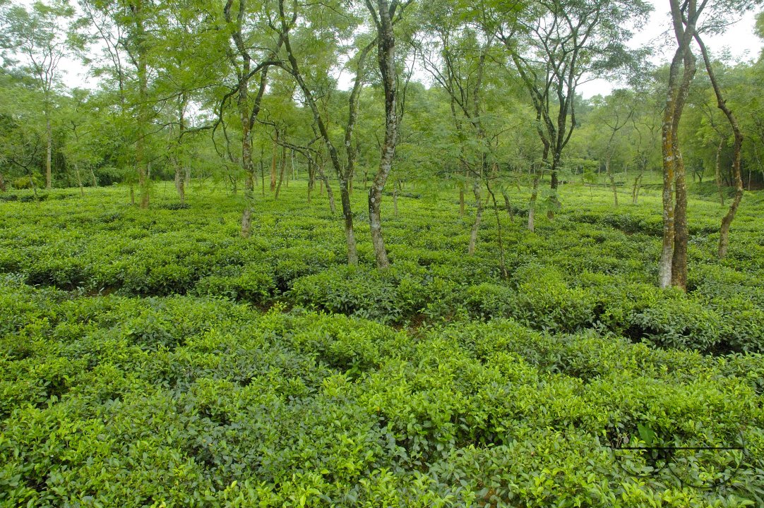 Malnichara Tea Garden