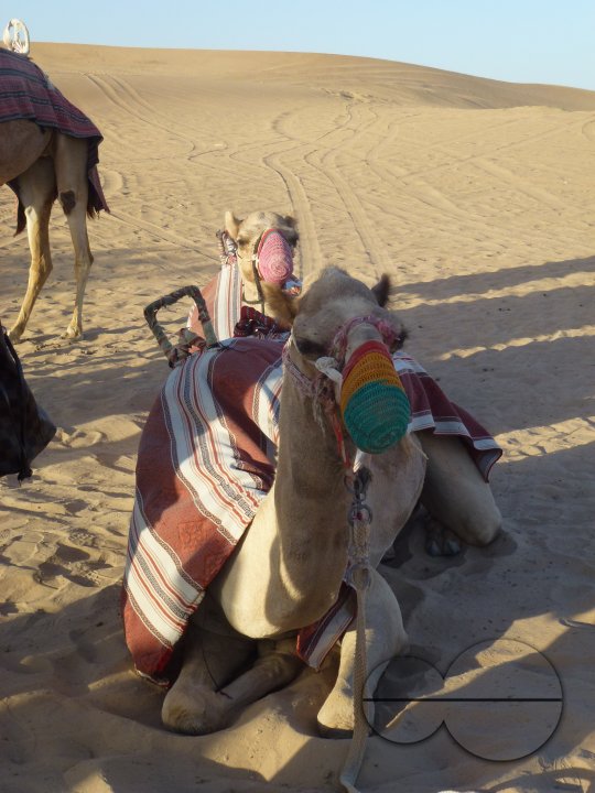 Holiday in Dubai