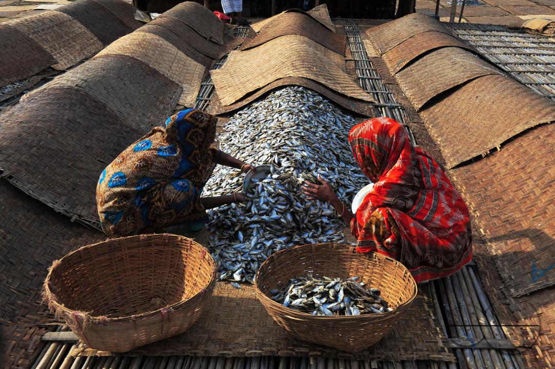Workers are busy processing dried fish at the Lama Kazi area of Sylhet