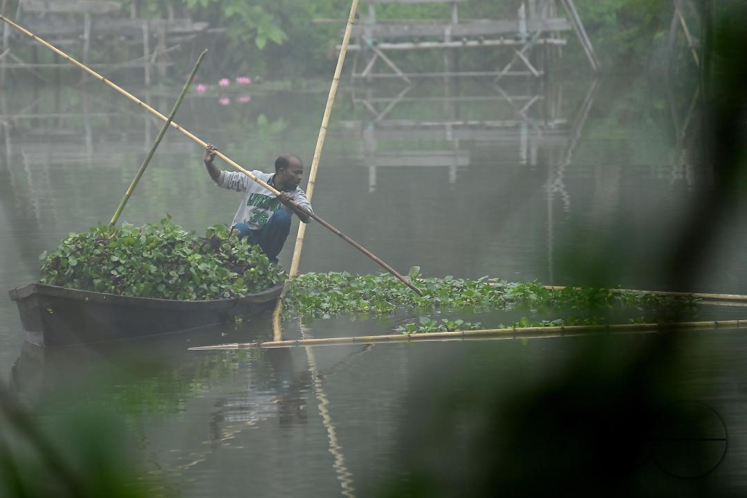 A worker collects plankton on a foggy morning at the MBB College lake at Agartala