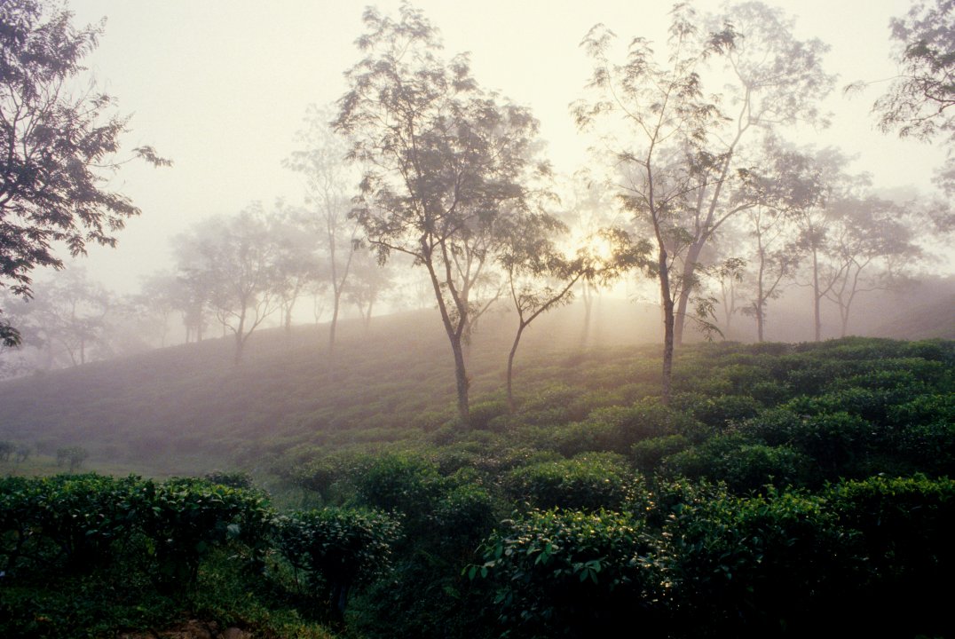 MWC002921