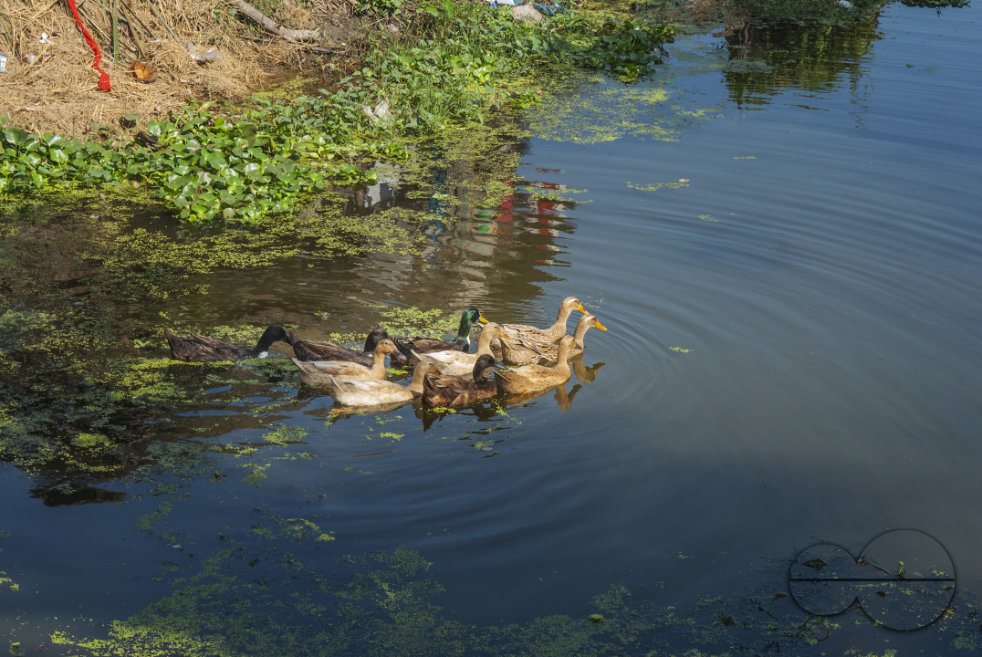 Duck