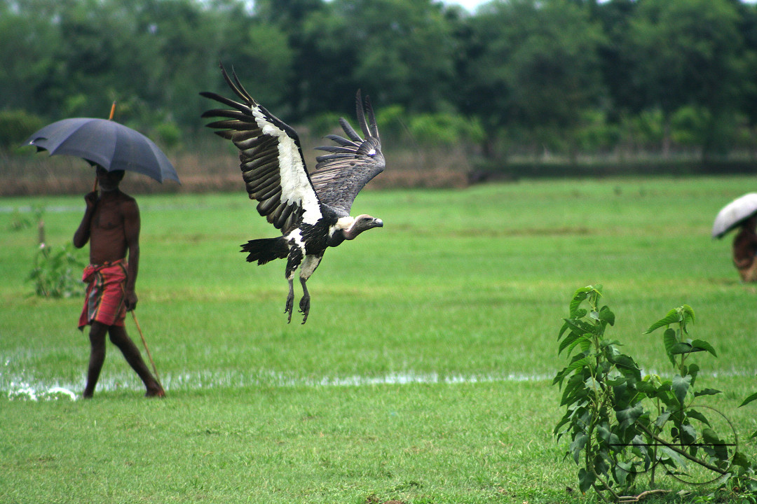 Vulture