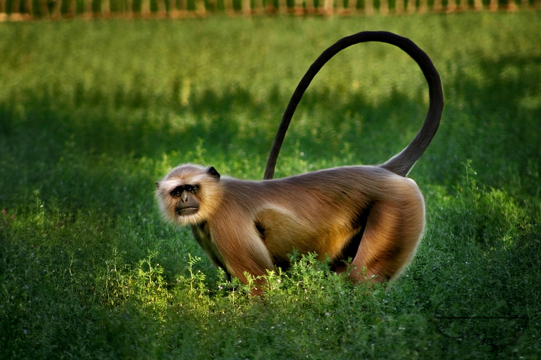 Hanuman