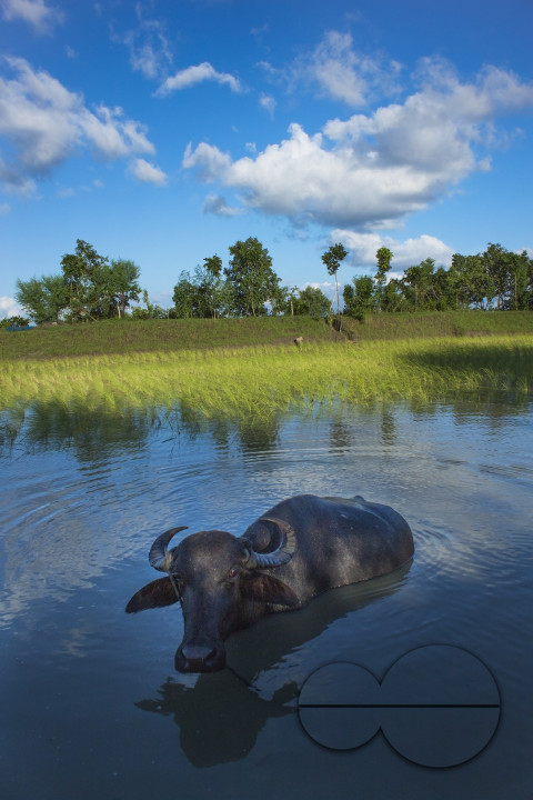 Buffalo