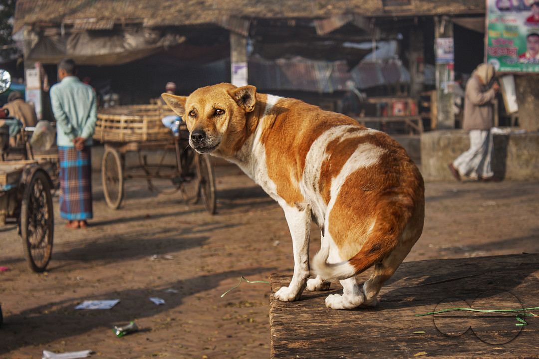 Dog