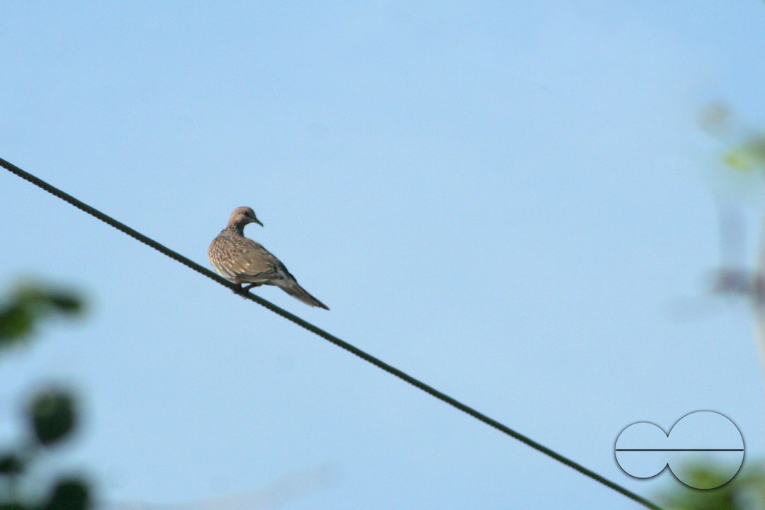 dove bird