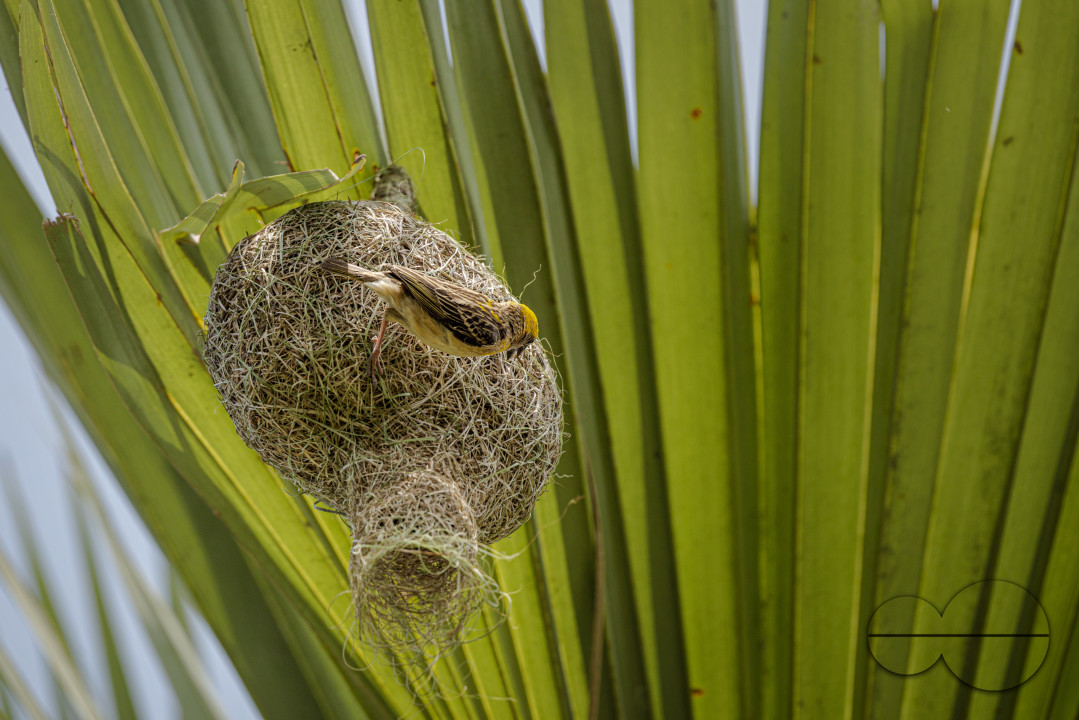 Babui Bird