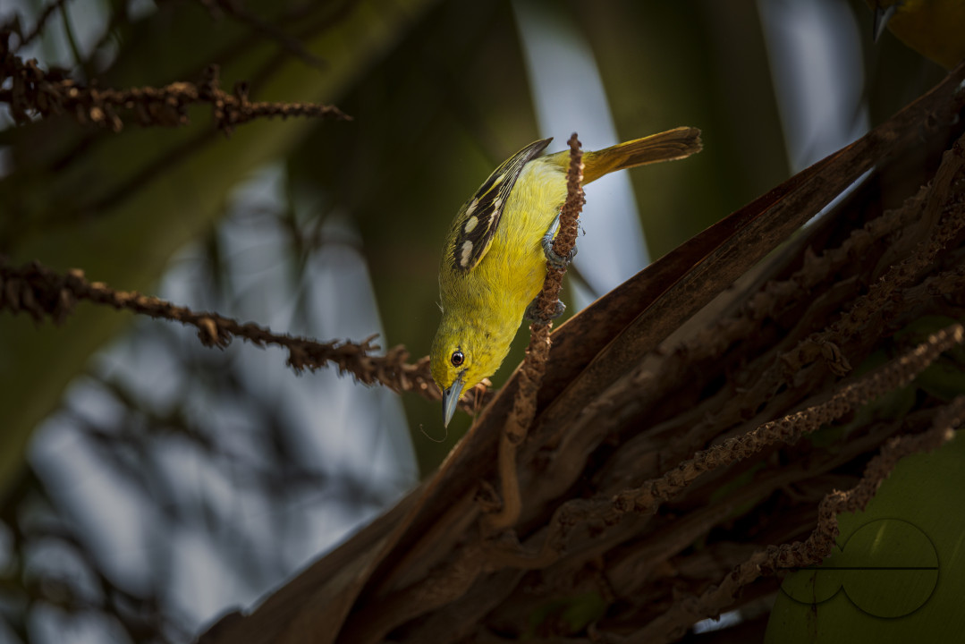 Common iora