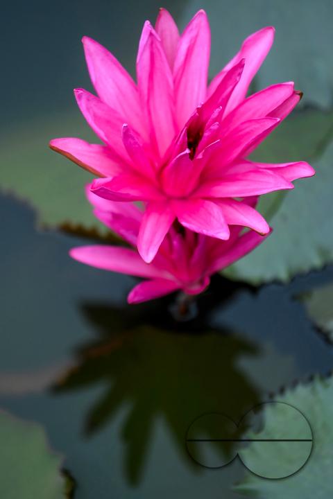 Monsoon flowers, water lotuses are blooming at the MBB College Lake at Agartala