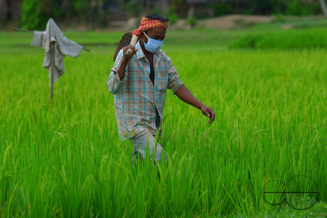 Agriculture, during lockdown