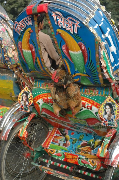 Chickens on a rickshaw ride