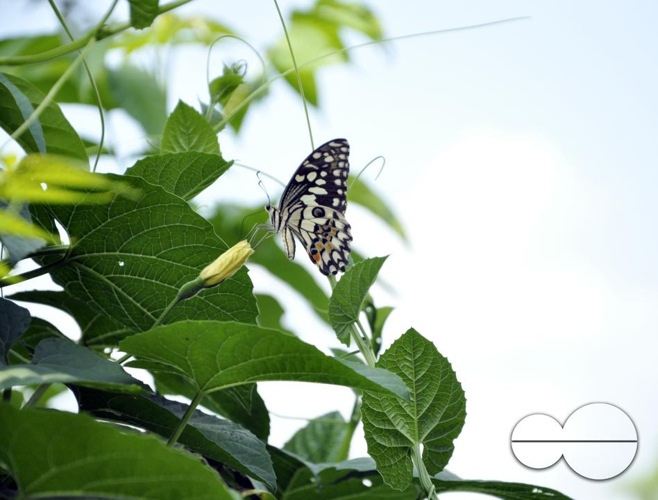 A butterfly feating on beautiful wild flowers growing at a garden in rural village in Bangladesh.