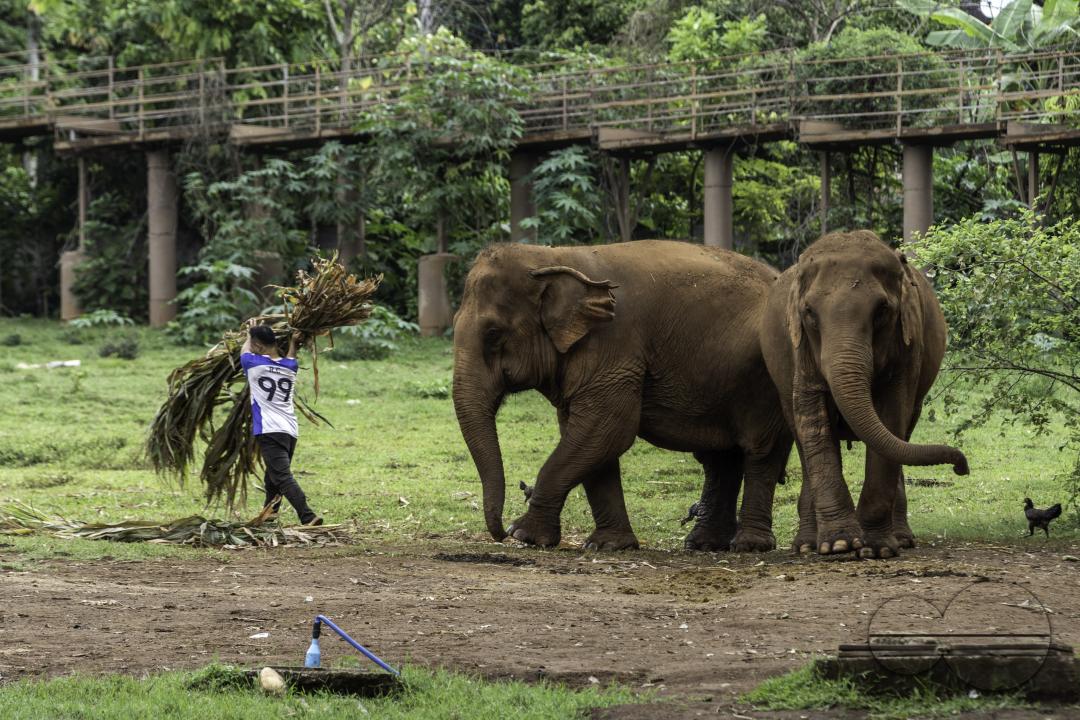 A caretaker is bringing corn leaves for the elephants early morning, at the Elephant Nature Park, a rescue and rehabilitation sanctuary for animals that have been abused and exploited, in Chiang Mai, Thailand.
