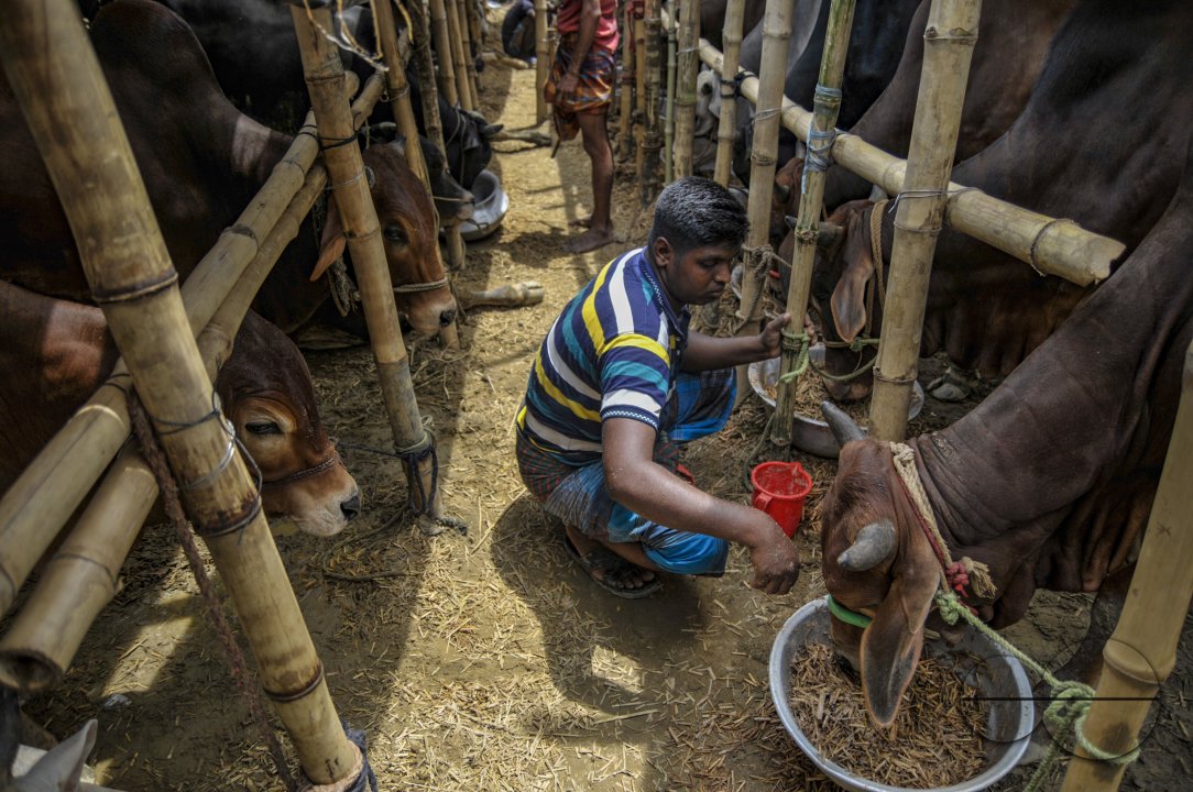 Cow Market